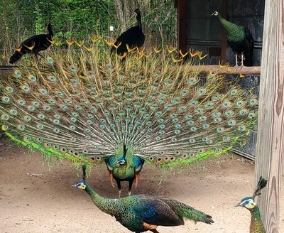 *5* High % Emerald Spalding Peacock Peafowl Hatching Eggs! *NPIP*
