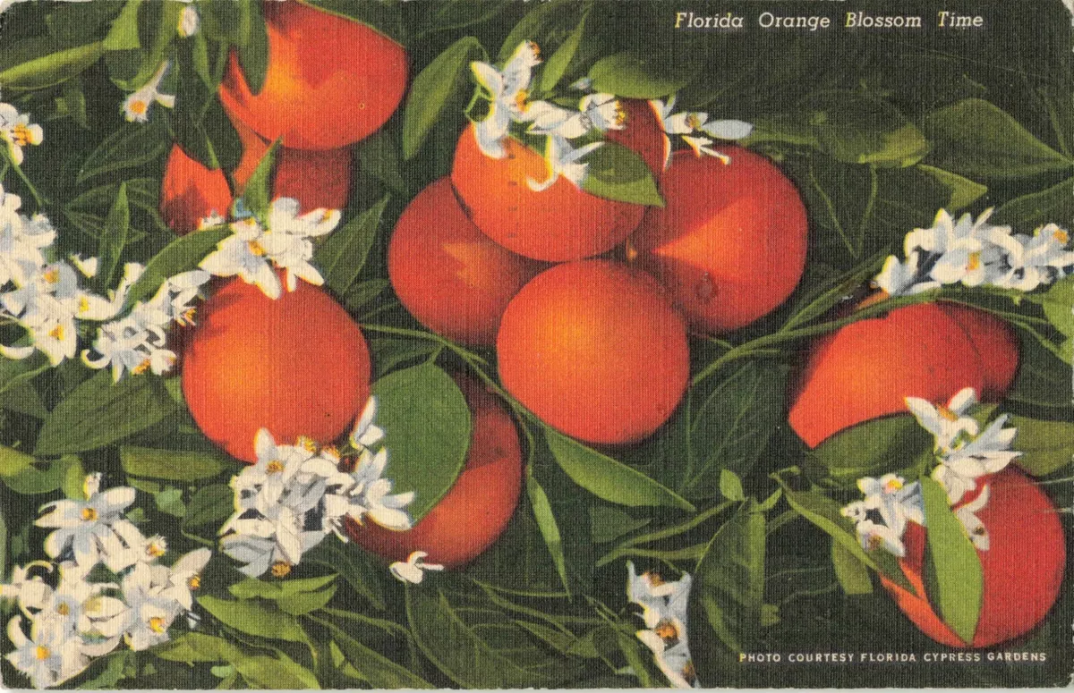 Orange blossoms deals