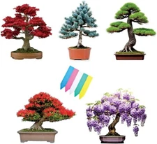 5 Type Bonsai Tree Kit, Wisteria, Black Pine, Blue Spruce, Red Maple, Flame Tree