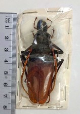 Psalidognathus for collectors | rare Psalidognathus beetles