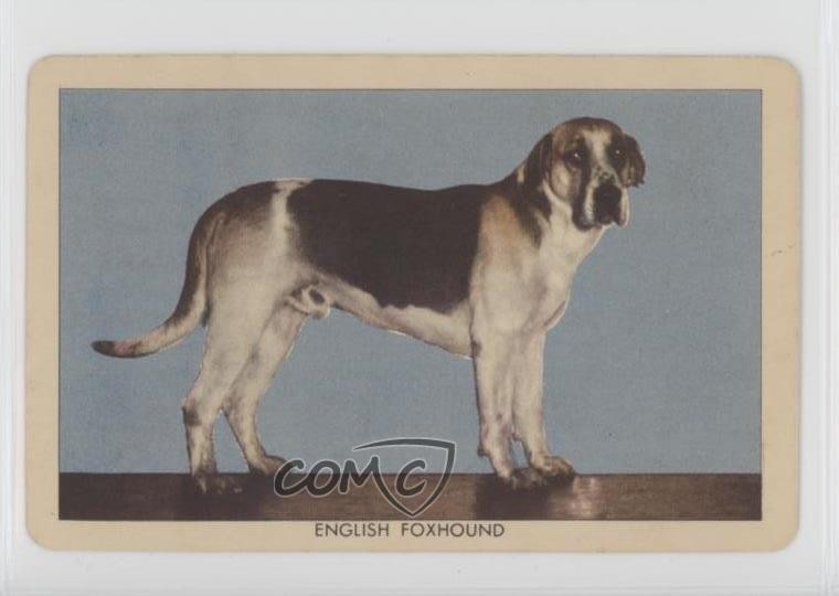 Issue English Foxhound 0b0