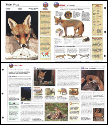 Fold-Out Sheet - Red Fox - 66