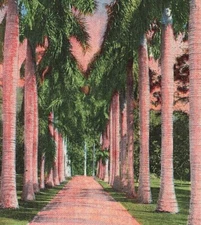 Avenue Of Royal Palms Florida Linen P14