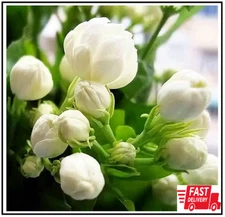 100+ Climbing Jasmine Flower Seeds Fragrant Plant for Planting Garden Home Four 