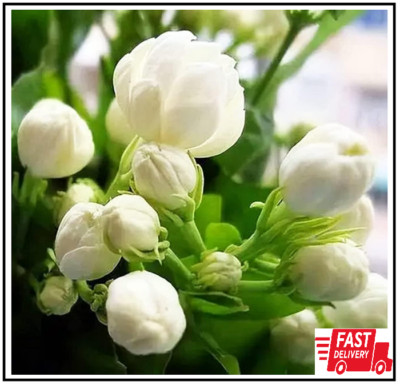 100+ Climbing Jasmine Flower Seeds Fragrant Plant for Planting