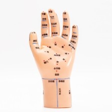 Pediatric Hand Massage Acupoint Model Traditional Chinese Medicine Teaching