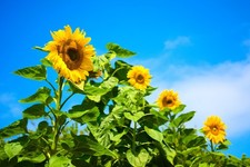 Giant Sunflower Seeds for Planting - Heirloom  Non-GMO - Open Pollinator Seeds
