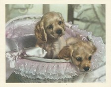 Happy Christmas Vintage Greeting Card Merry Cocker Spaniel Puppy Dogs Royle 1970