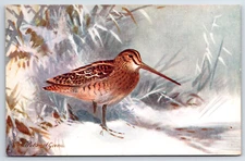 Postcard  Roland Green Common Snipe Bird Art RS Series