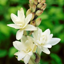 Fragrant Polianthes Tuberosa The Pearl Summer White Flower - 10/12cm Large Bulbs