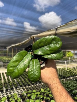 Hoya Villosa | Wax Vine plant | Live Tropical Houseplant in 4'' Pot