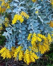 Acacia podalyriifolia Seeds - "Pearl Wattle"