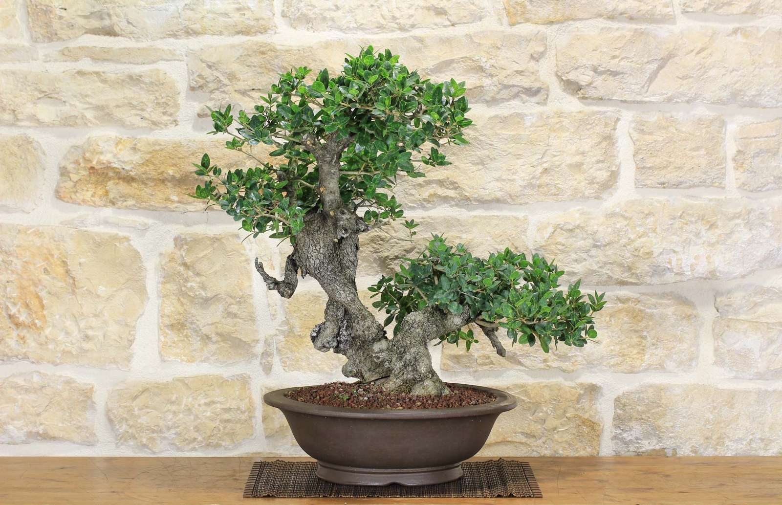 Bonsai di Phillyrea (29)