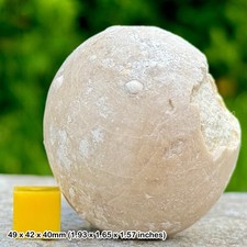 Rare Echinocorys Fossil Echinoid - Cretaceous Chalk, Weybourne, Norfolk -