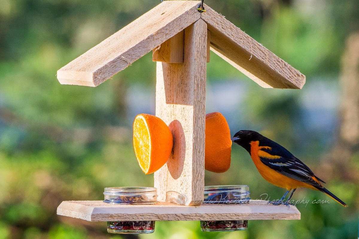 Baltimore Oriole 3/4