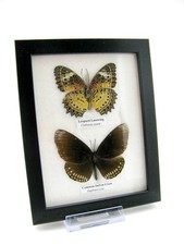 2 farfalle vere, imbottite, bellissime in vetrina  pezzo unico  murale A-02-h-19