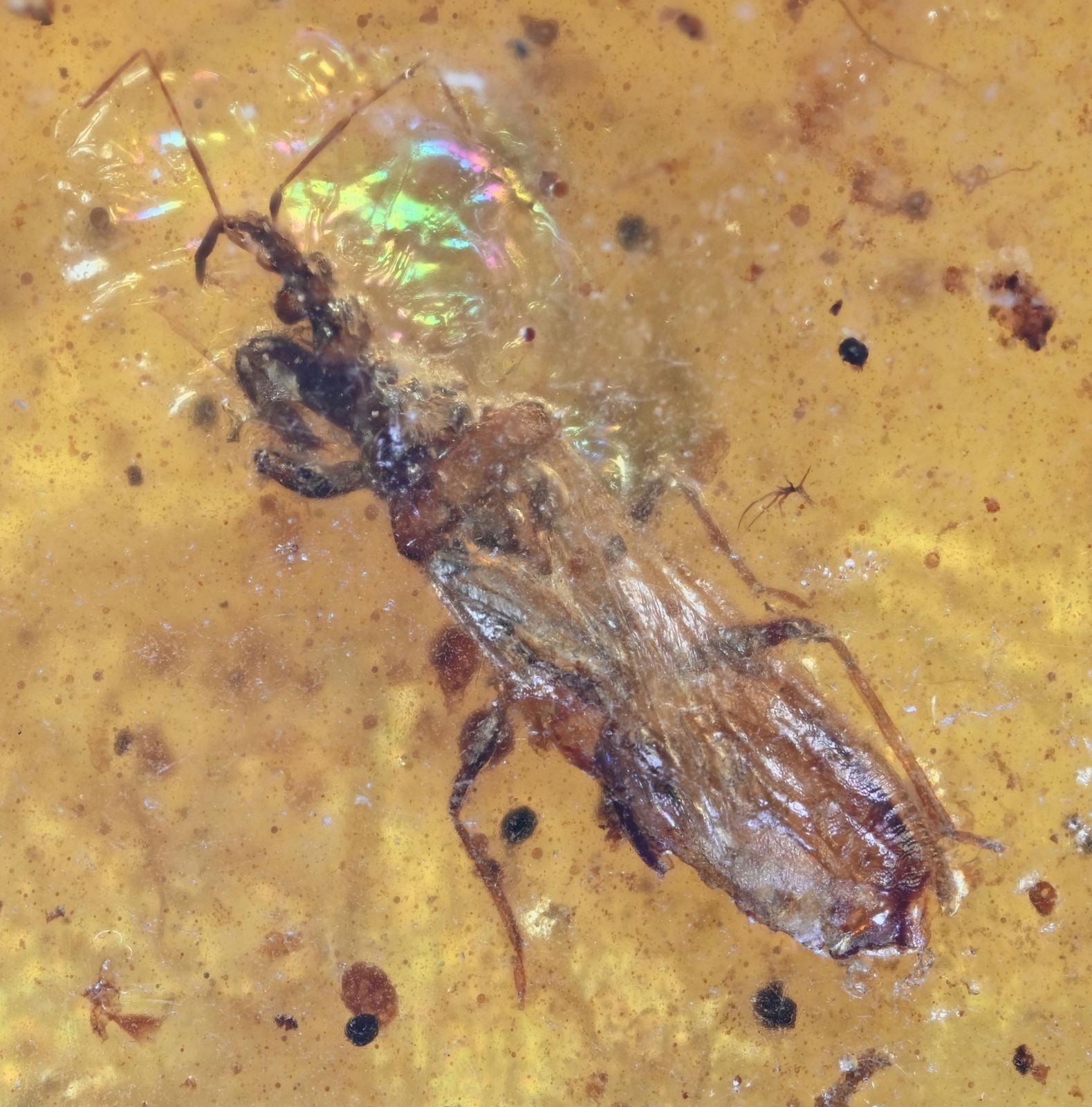 Enicocephalidae (Gnat Bug), Fossil insect inclusion in Burmese Amber