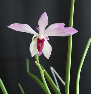 Luisanda N.R. (Vanda coerulea fma delicata x Luisia filiformis) with BT