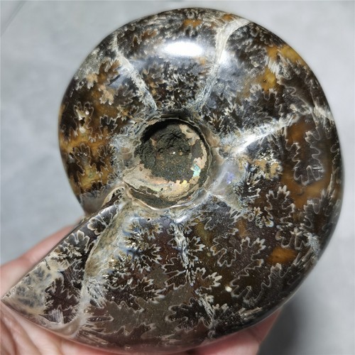 559g Natural Ammonite Conch Fossil Crystal Specimen Healing #1080 - Picture 6 of 11