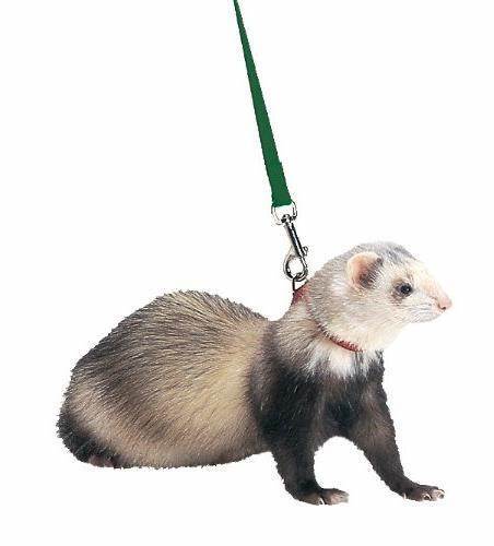 Marshall Pet Harness & Lead Set- Assorted Color - Picture 10 of 11