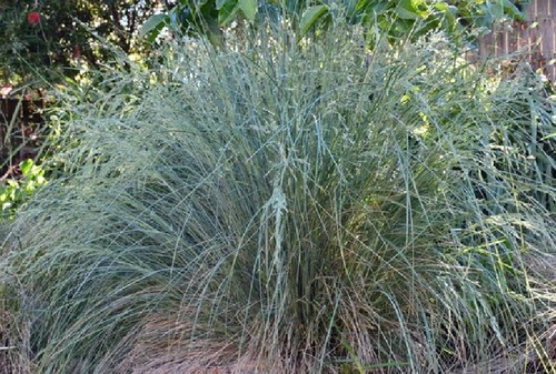 Poa Labillardieri Suggan Buggan x 1 Plant -- - Blue Tussock Grass - Picture 2 of 4