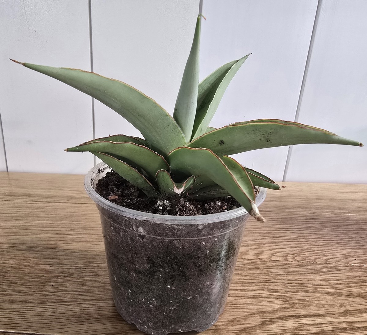 Sansevieria Hybrid Chao Praya Super Rare Snake Plant 6.5" Wide, 4.5" Tall |  eBay