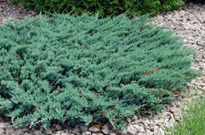 10 Seeds Creeping Juniper Juniperus horizontali, US Native Evergreen Shrub