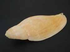 Hard2Get...VOLUTOCONUS MULTIFORMIS~62.5mm!!~Australia SEASHELL 