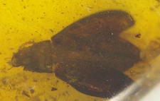 Superb Beetle with Open Wings and Nice Jaws in Burmese Amber Fossil Dinosaur Age