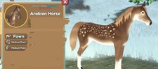 wild horse islands fawn arabian winter limted 