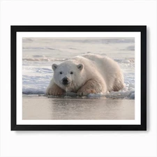 Polar Bear Hunting Art Print Framed Wall Art Poster Canvas Print Picture