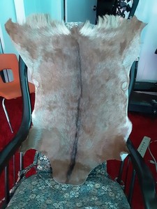 AUTHENTIC TAXIDERMY ANIMAL,GOAT HIDE? OR? LEATHER WITH FUR 32 x 26 INCHES 