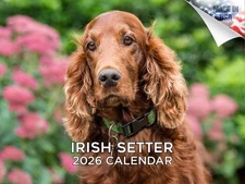 Irish Setter Dog Breed Calendar 2026 12x18 Made in USA