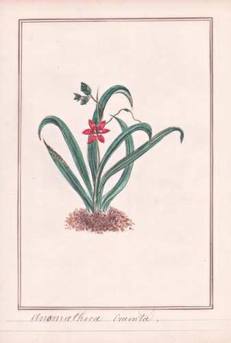 Anomatheca Scheiniris Flowering Grass Botany Aquarell Drawing 1830