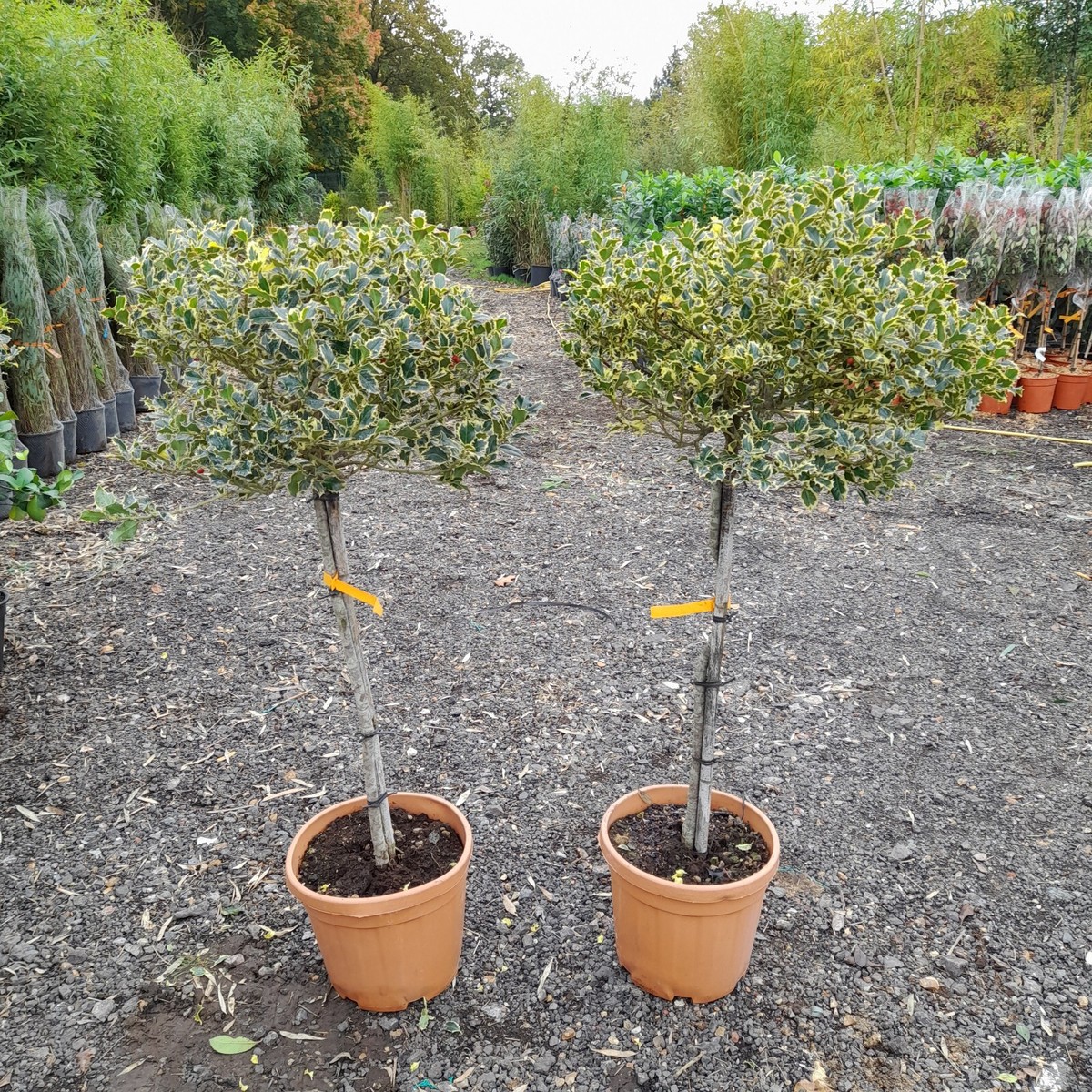 Ilex Argenteo Variegata 25L PAIR x2 Plants Variegated Holly Standards  Christmas | eBay UK