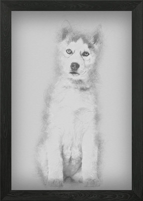 Husky Hund 2 Monate alt sitzen gerahmtes Wandbild Poster Leinwanddruck Bild