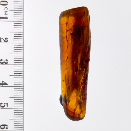 Amber fossil polished gemstone w/ leaf and insect inclusions Watch Video 33.9ct - Bild 5 von 7