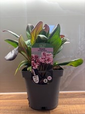 Bergenia Vintage Blush 2L Elephants Ear BERGENIA/141099/170050/GB
