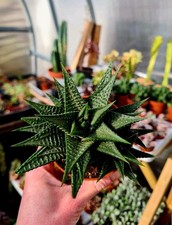 CLEARANCE: Haworthia Limifolia Spiralis succulent plant in pot