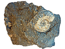 F1650 Lias Pleuroceras Muszla Podburzowe skamieniałości Skamieniałości Amonity Amonit