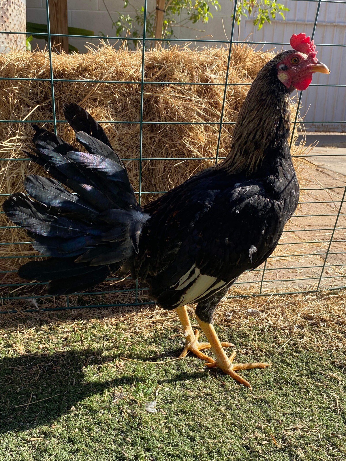 1 Fowl Egg Chicken Hatching Eggs eBay