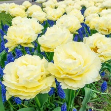 8 - Avant Garde DOUBLE EARLY PEONY TULIP Flower Bulbs - PALE CREAMY LEMON YELLOW
