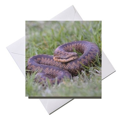 Grußkarte innen leer: Adder Schlange Viper Reptil Tier Wildtiere