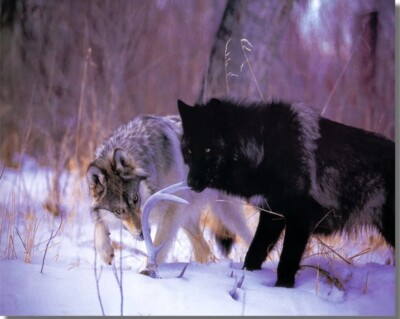 Wolves In Snow Deer Antler Rack Wall Picture Art Print 8'' X 10'' Wildlife Nature