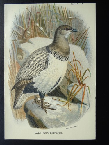 Game Birds ALTAI SNOW PHEASANT Original Victorian Print c1896 - Picture 2 of 2