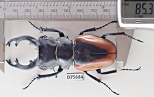 D75684. Insects, Beetles. Lucanidae: Odontolabis Cuvera sp. Vietnam Central