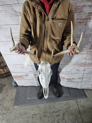 #ad Wild 8 Point Whitetail Deer Antler Rack Horn Skull European Mount Man Cave 108quot; $99.00
