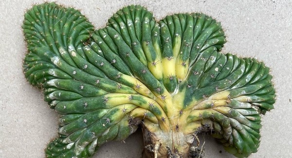 Tricho Cristata Variegata