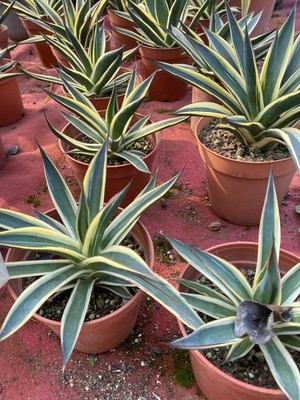 RareSucculent  Plant agave Blue Glow variation succulent plant