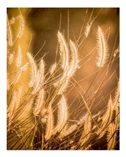 Golden Grass Field Wall Art Poster - Nature Home Decor Premium Quality